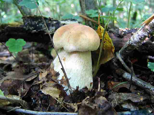  Image name: 37 Porcino.jpg 
 width: 640 pixel 
 height: 480 pixel 
 Size: 23825 bytes 
 Click to enlarge 